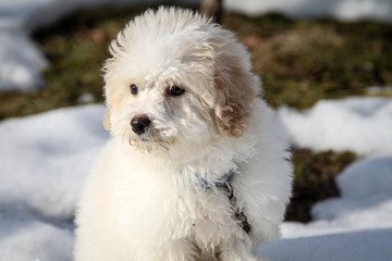 Bichon Poo Pup
