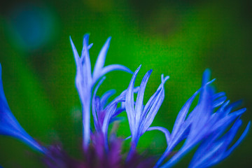 Fototapeta premium flowers on blue background