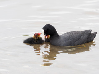 Coot, Fulica atra