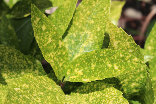 Aucuba japonica, commonly called spotted laurel, Japanese laurel, Japanese aucuba or gold dust plant. Macro photography, textured, leaves