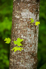 Tree with leaves in the forest. Tree trunk. Nature background. Wild forest. 