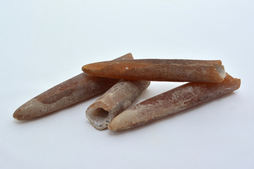 Fossil guards of belemnites.