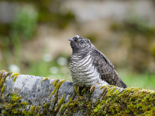 Cuckoo, Cuculus canorus