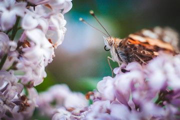 butterfly on flower