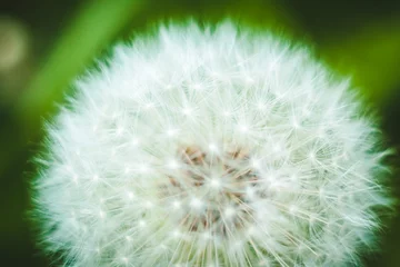 Abwaschbare Fototapete dandelion on green background © ann_bonya