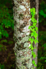 Tree with leaves in the forest. Tree trunk. Nature background. Wild forest. 