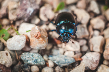beetle on stone