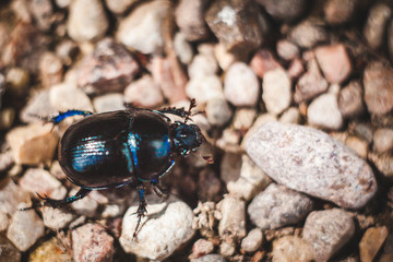 black beetle on stone