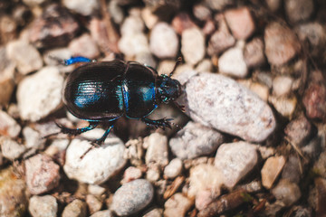 black beetle