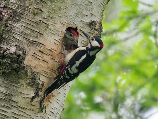 Great-spotted woodpecker, Dendrocopos major