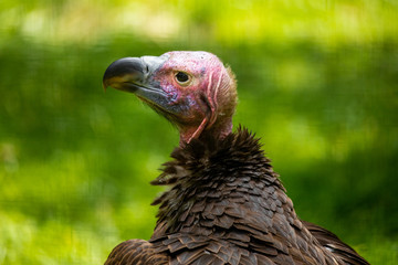Vulture head close up. Florida. USA. 