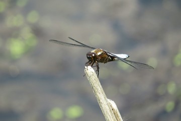 Blue dragonfly on pond background, closeup