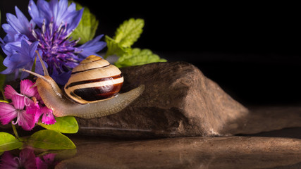 Snail in a shell moves towards a purple and blue flower on a stone with reflections in the water.