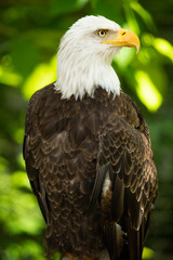 Bald eagle bird. Wildlife. USA