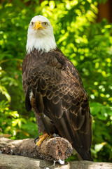 Bald eagle bird. Wildlife. USA
