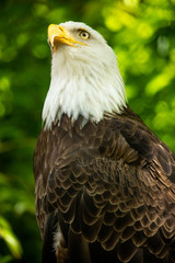 Bald eagle bird. Wildlife. USA