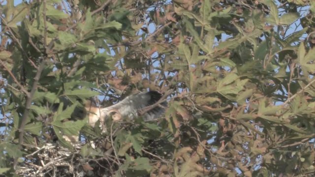 Black winged Kite chick flapping on tree, Hula Valley, Israel 