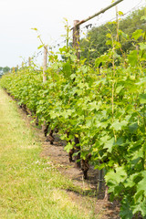 Fototapeta na wymiar Rows on white wine grape plants on Dutch vineyard in North Brabant