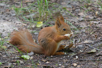 Naklejka na ściany i meble Red squirrel eats a treat in the park. Animals
