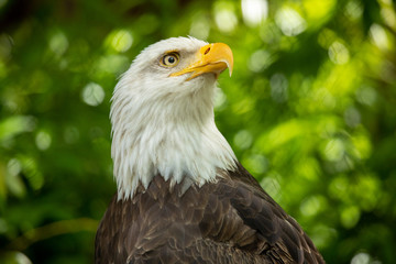 Bald eagle bird. Wildlife. USA