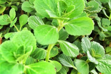 Plectranthus Amboinicus plant in the garden