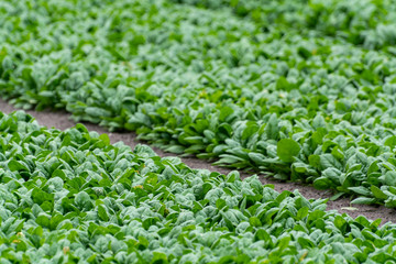 Food background with growing green baby spinach leaves