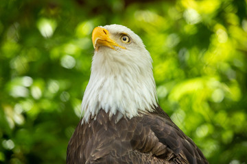 Bald eagle bird. Wildlife. USA