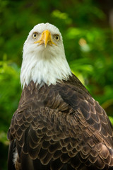 Bald eagle bird. Wildlife. USA