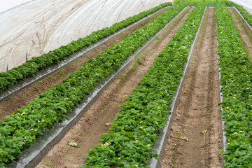 Fototapeta na wymiar Green houses constructions on strawberry fields, strawberry plants in rows growing on farm