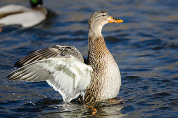 Mallard Duck Stretching Its Wings While Resting on the Water