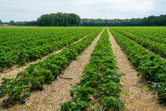 Strawberry fields, strawberry plants in rows growing on  farm on open air