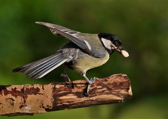 Kohlmeise in Action