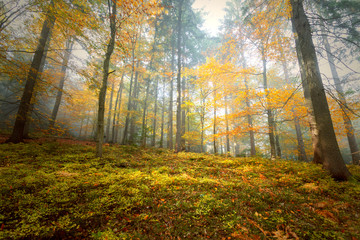 Morning sunny colorful autumn season beech forest landscape.