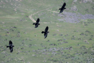 Three Common Black Ravens Flying Over the Canyon Floor