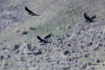 Four Common Black Ravens Flying Over the Canyon Floor