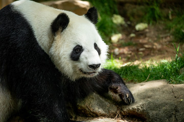 Obraz premium Panda front face bear. Wildlife. China. 