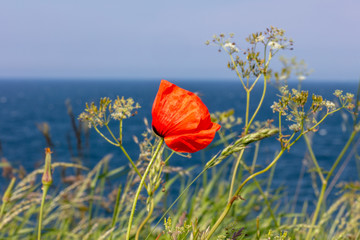 a red poppy stands on the steep coast by the sea