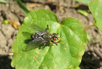 Fly on green leaf in the garden, closeup