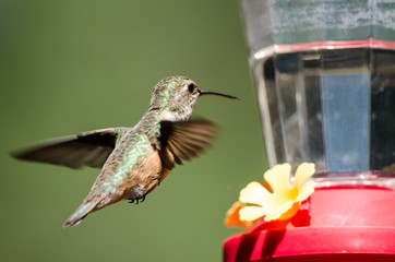 Fototapeta premium Rufous Hummingbird Arriving at the Feeder for a Meal