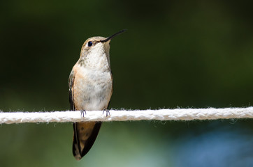 Rufous Hummingbird Perched on a Piece of White Clothesline