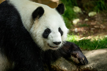 Fototapeta premium Panda front face bear. Wildlife. China. 
