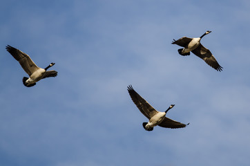 Obraz premium Three Canada Geese Flying in a Blue Sky
