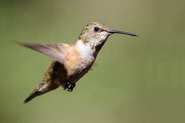 Fototapeta premium Adorable Little Rufous Hummingbird Hovering in Flight Deep in the Forest