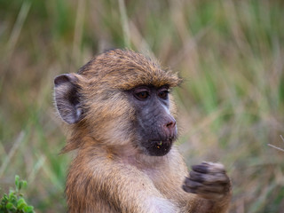 Baby Baboon in Amboseli National Park, Kenya