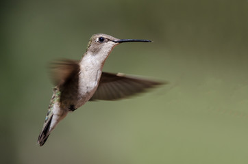 Fototapeta na wymiar Black-Chinned Hummingbird Hovering in Flight Deep in the Forest
