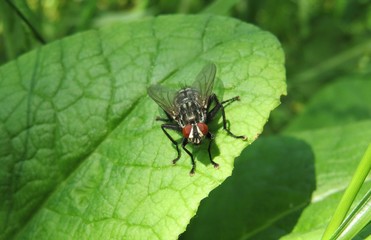 Fototapeta premium Fly on leaf