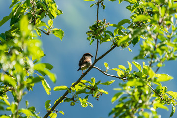 Sparrow bird on a tree branch