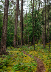 Fototapeta na wymiar Mossy Forest Path