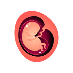 Woman pregnant period time, interior baby growing
