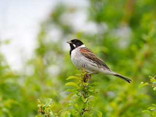 Reed bunting, Emberiza schoeniclus